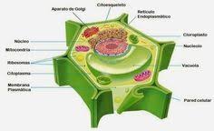 Pin On Proyectos De Ciencia