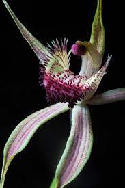 Accept all cookies across asda and george websites, or check and change settings to do your own thing. Orchids Asda Orchids Rare Orchids Strange Flowers Orchids