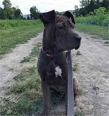 Pit bull pitbull dog puppy basics training focus and name obediance trainer episode 2. All About The Shar Pei Pitbull Mix Facts Information
