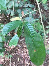 Image result for Leptonychia