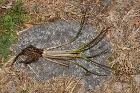 Image result for Isoetaceae