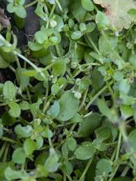 Image result for Callitriche