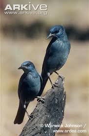Blue Birds Of Central Oregon Pair Of Pinyon Jays With Images Jay Bird North American Wildlife Animal Pictures