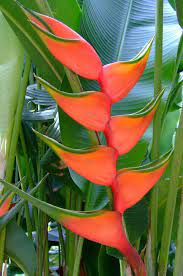 Now that i buy from the farm our tropical sales are way up! Pin On Seeds For Sale On Ebay