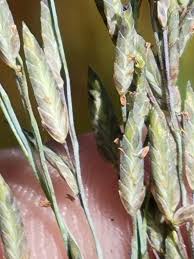 Image result for Eragrostis atrovirens