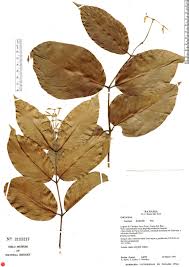 Image result for Gnetaceae