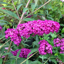 Sommerflieder Royal Red Sommerflieder Sommerflieder Pflanzen Pflanzen