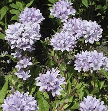 Campanula Glomerata Caroline Nicely Spreading Clumps Of Lilac Pink Bells On 40cm Stems Campanula Flowers Pretty Plants Types Of Flowers