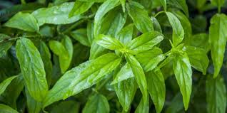 Pokok herba untuk lelaki ini dikenali dengan nama saintifik lepidium meyenii, yang turut dikenali dengan nama peruvian giseng. Daun Belalai Gajah Tanaman Herbal Dengan Segudang Manfaat