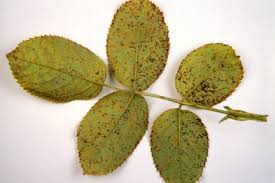 Maybe you would like to learn more about one of these? Rose Powdery Mildew Rhs Gardening