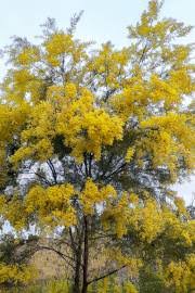 Image result for Acacia eriocarpa