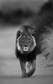 Pin By Il Ya Ju On King Black And White Lion Lion Photography Lion Pictures