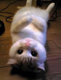 Image result for cute kittens