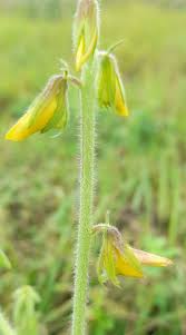 Image result for Crotalaria incana
