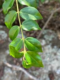 Image result for Strychnos matopensis