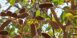 Image result for Brachystegia manga