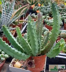 Image result for Huernia volkartii