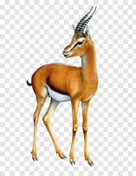 Maybe you would like to learn more about one of these? Thomson S Gazelle Impala Springbok Antelope Transparent Png