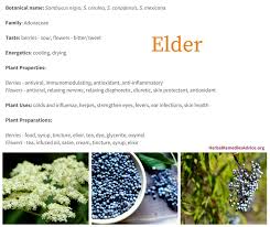 Using elder flowers in medicine, cosmetics and food is nothing new! Elderberry Benefits