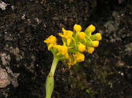 Image result for Satyrium macrophyllum