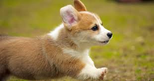 Pembroke welsh corgis are also known for their bobbed tails, which is the main difference between this breed and the cardigan welsh corgis as the latter has typically lengthy tails. Are Corgis Really At Risk Of Extinction The Dodo