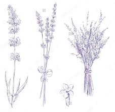 Lavender Tattoo Ideas Lavender Tattoo Pencil Drawings Drawing Set