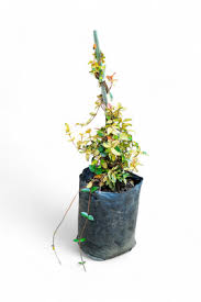 Image result for Jasminum stenolobum