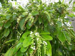 Image result for Citharexylum