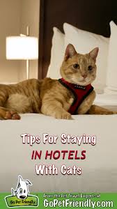 When you grab your keys, they are the first ones furry friends welcome. Tips For Staying In Hotels With Cats Gopetfriendly Com