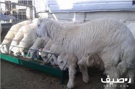 للبيع طليان حري lt br gt تفريد lt br gt اعمارها 4 شهور و5 شهور و6 شهور lt br gt الطليان فيه من 700 الى 850 lt br gt والرخال من 650 animals horses goats