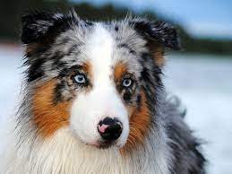 These basic tips can be done easily by anyone to keep your australian sheph. Australian Shepherd Australische Schaferhunde Susseste Haustiere Hunde Welpen
