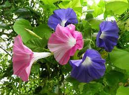 Download Morning Glory Creepers Flowers Bright Green Wallpaper Picsinhd Flowers Morning Glory Flowers Morning Glory