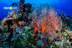 Taman nasional bunaken merupakan salah satu taman nasional dengan pemandangan paling indah selanjutnya, terletak di kabupaten. Pemandangan Bawah Laut Di Indonesia Ini Menakjubkan Tiket Com