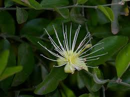 Image result for Capparis erythrocarpos