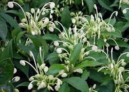 Image result for Clerodendrum incisum