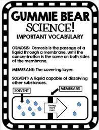 Gummy Bear Science An Osmosis Experiment With Student Lab Science Fair Science Fair Projects Osmosis Experiment