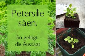 Petersilie Saen Die Perfekte Aussaat Von A Z Gartenlexikon De