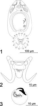 Supplemental Description And Phylogenetic Placement Of Gyrodactylus Corti Monogenea Gyrodactylidae Parasitizing Captive Wolf Eel Anarrhichthys Ocellatus In British Columbia How to draw a wolf. supplemental description and phylogenetic placement of gyrodactylus corti monogenea gyrodactylidae parasitizing captive wolf eel anarrhichthys ocellatus in british columbia