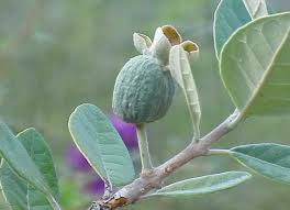 Image result for Feijoa sellowiana