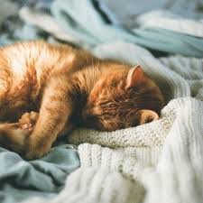 Pin Von Fragole Auf Katzen In 2020 Ausgestopftes Tier Katzen Geburtstag Schlafriges Katzenbaby