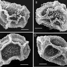 Image result for Triplophyllum protensum