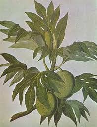 Liste Des Jardiniers Et Botanistes Du Siecle Des Lumieres Wikipedia