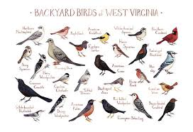 Big Black Birds In Georgia West Virginia Backyard Birds Field Guide Art Print By Katedolamore With Images Bird Poster Backyard Birds Birds Of Georgia
