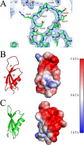 ε, a New Subunit of RNA Polymerase Found in Gram-Positive Bacteria