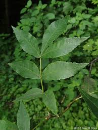 Image result for Carya