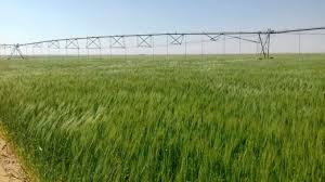 Sesungguhnya hati adalah ladang, maka tanamlah ia dengan perkataan yang baik, karena jika tidak tumbuh semuanya. Jurutera Malaysia Tukar Gurun Jadi Ladang Di Sudan