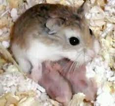 New Born Baby Hamsters And Mom Baby Hamster Cute Hamsters Hamster