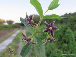 Image result for Periploca