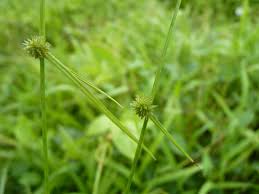 Image result for Kyllinga brevifolia