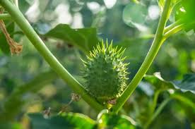 Image result for durman obecný plod